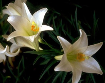 Easter_Lilies